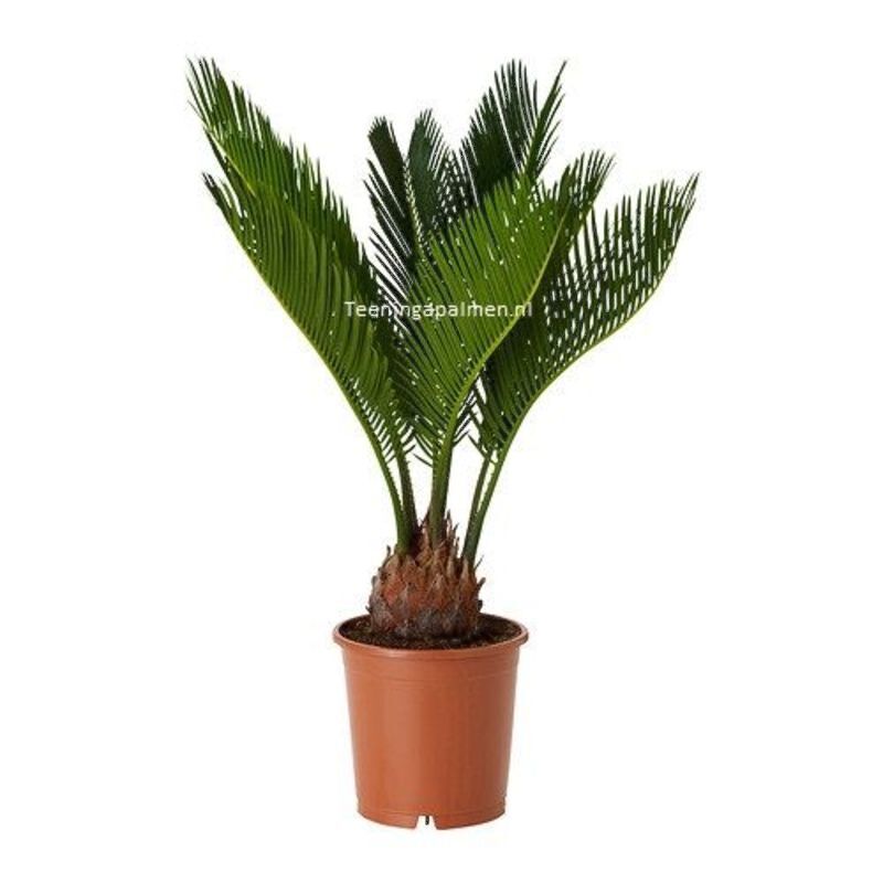 cycas revoluta winterhard 2-5 Bladstengels