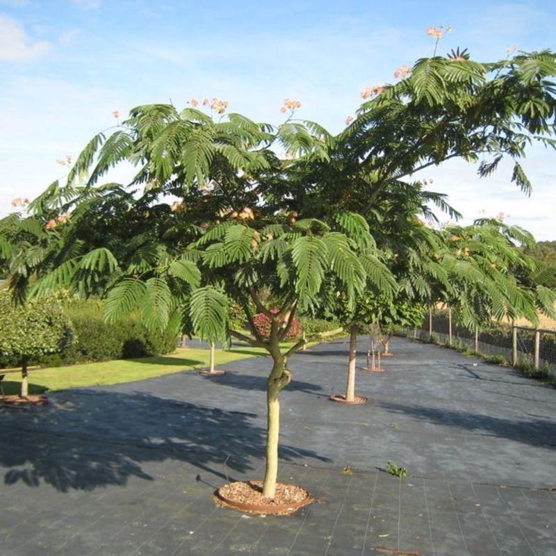 perzische slaapboom stekken