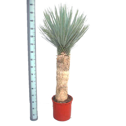 yucca rostrata prijs