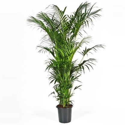 kentia palm verzorging