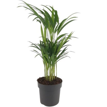 areca palm intratuin Multistam