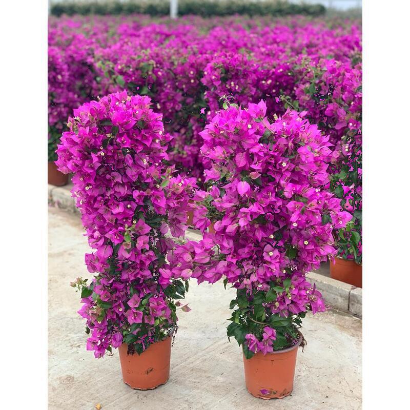 bougainvillea bloemen vallen af