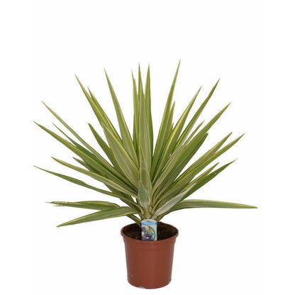 yucca filifera