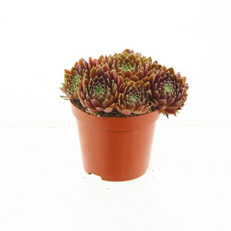 sempervivum soorten