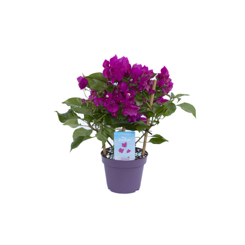 bougainvillea stekken in water