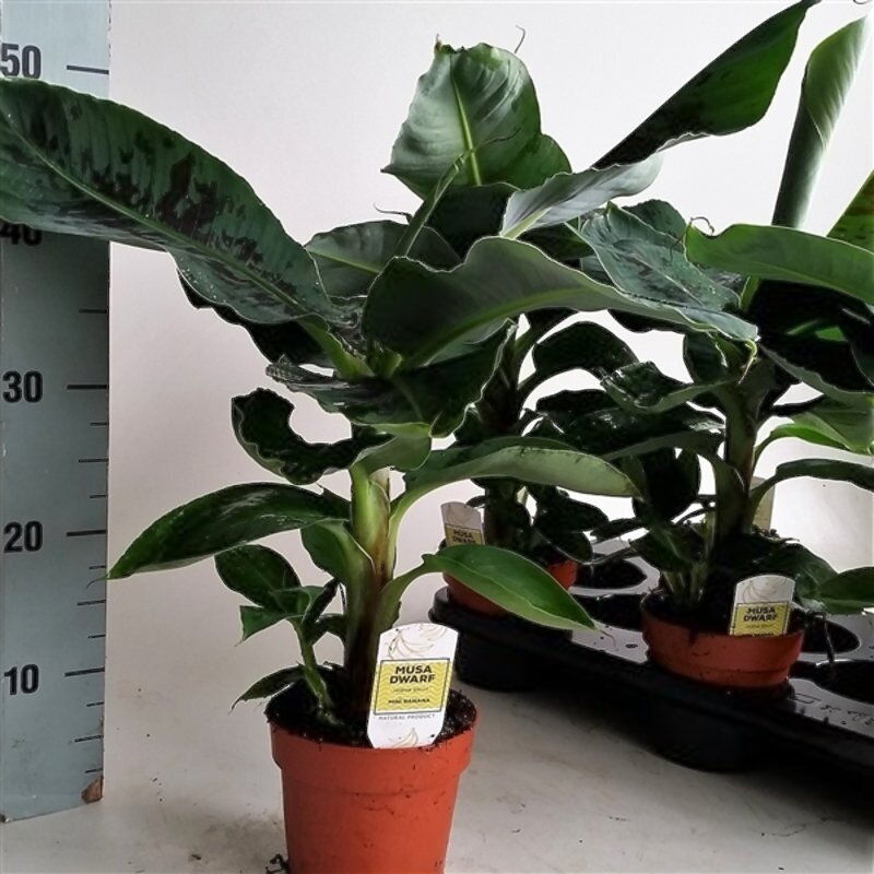 musa dwarf cavendish verzorging