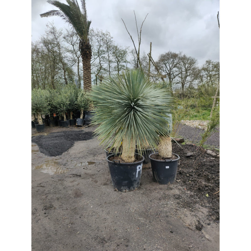 yucca kopen A1