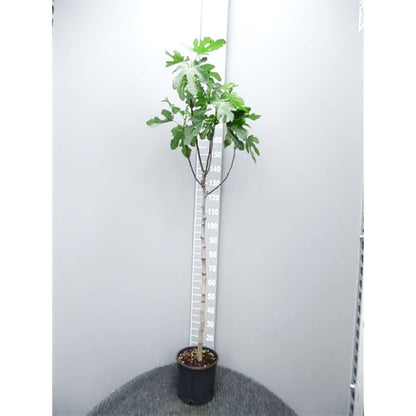 ficus carica snoeien