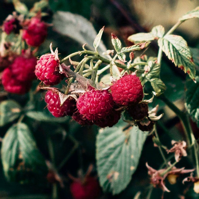 Rubus idaeus ‘Nova’ (Early summer raspberry)