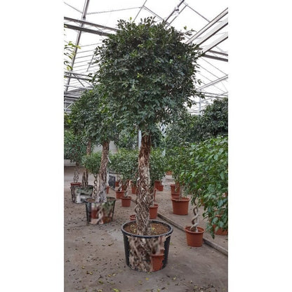 ficus microcarpa verzorging