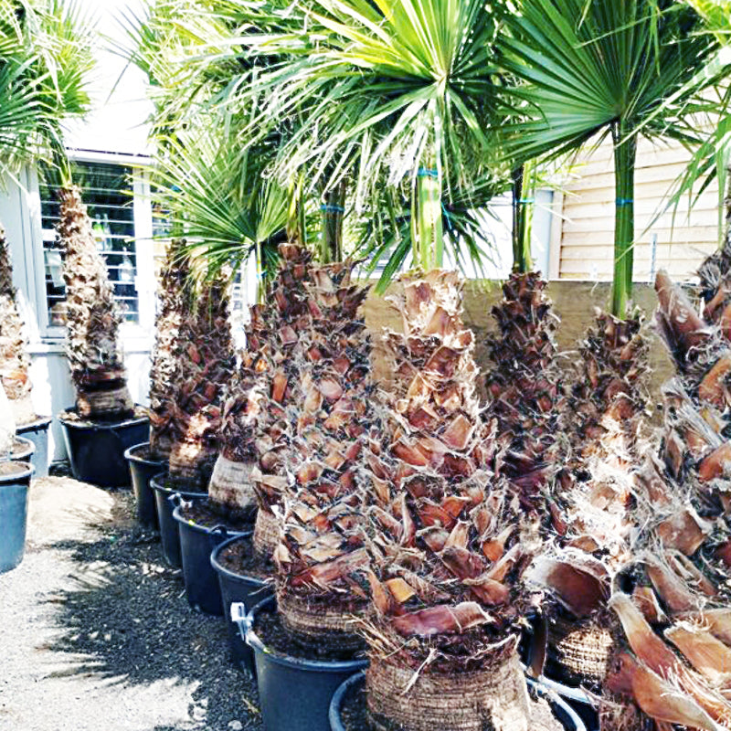 washingtonia robusta verzorging 100/125 stam