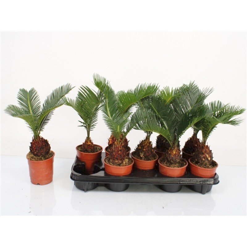 cycas revoluta buiten