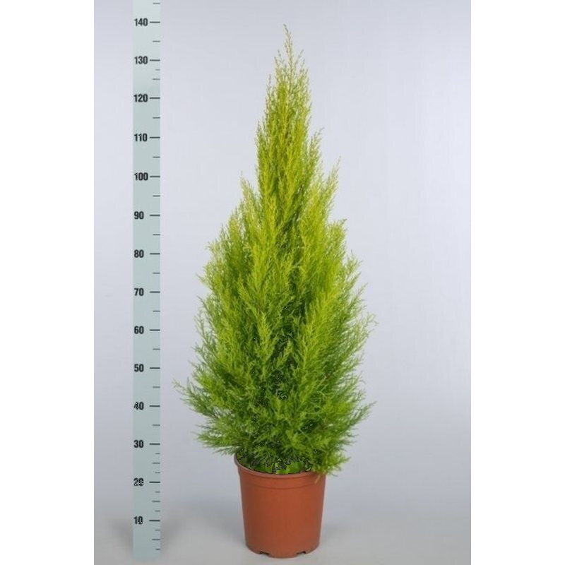 cupressus goldcrest snoeien