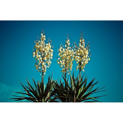 yucca filamentosa bright edge