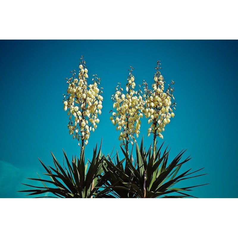 yucca filamentosa bright edge