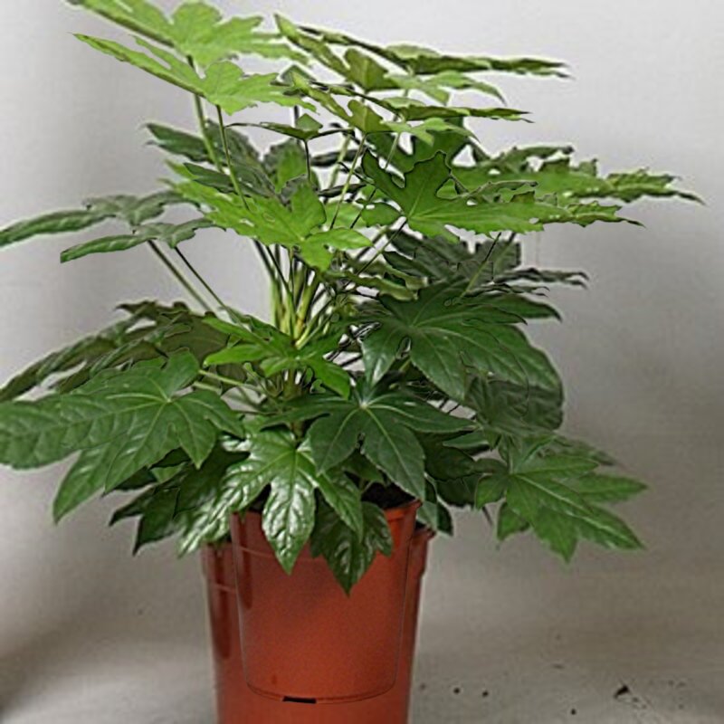 Fatsia japonica