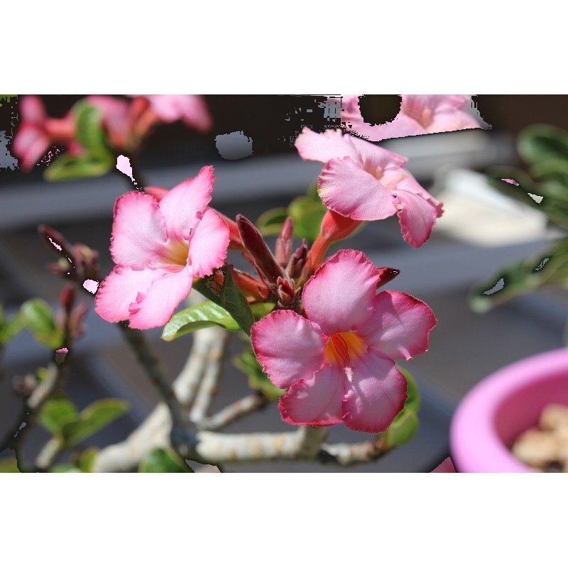 woestijnroos vetplant Met bloem