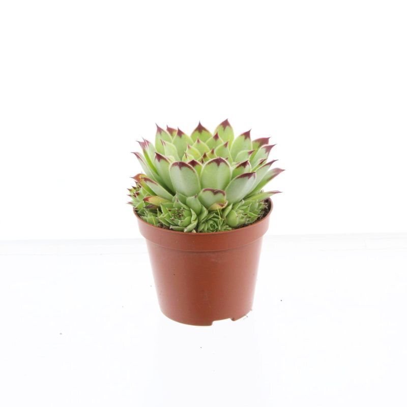 sempervivum kopen