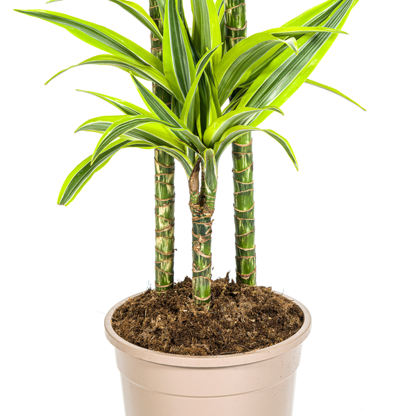 Dracaena Deremensis Lemon Lime Ø24cm - ↕140cm