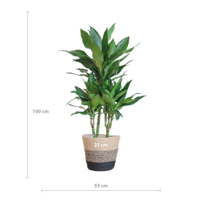 Dracaena  Janet Lindt met Mand Lissabon zwart - 95cm - Ø21