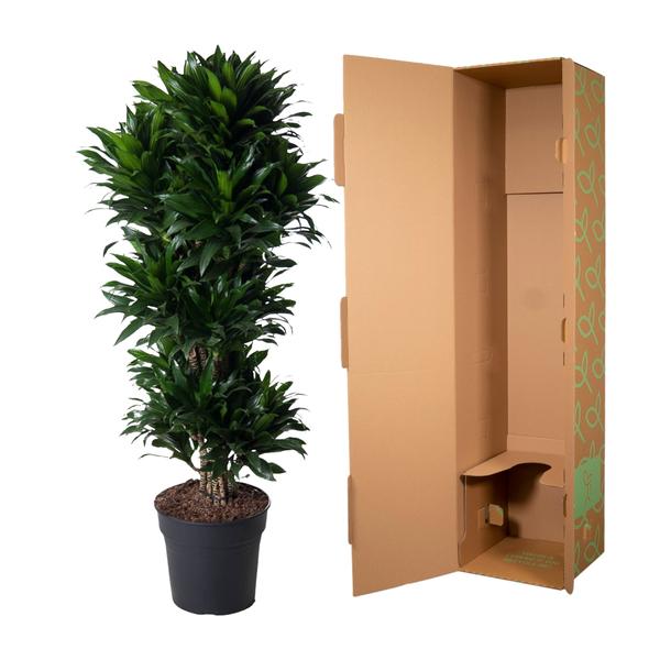 Dracaena Compacta vertakt - 140 cm - ø31