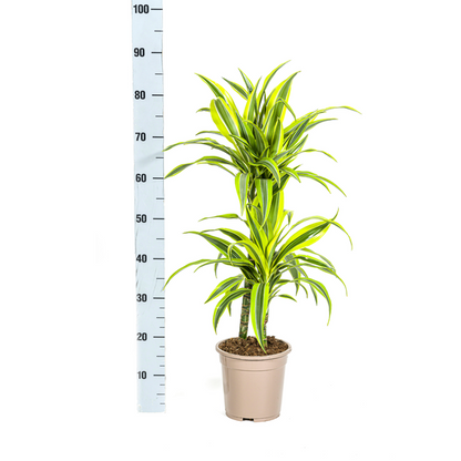 Dracaena Deremensis Lemon Lime Ø19cm - ↕80cm