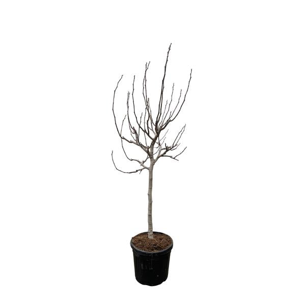 Ficus Carica op stam - 225 cm - ø40