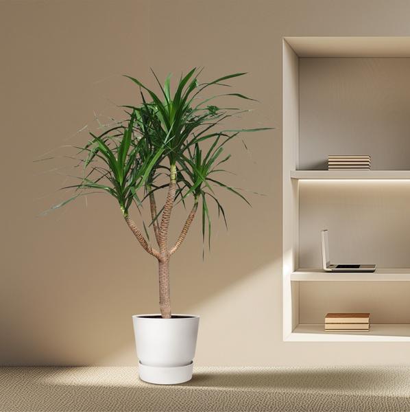 Dracaena Draco vertakt - 160 cm - ø34