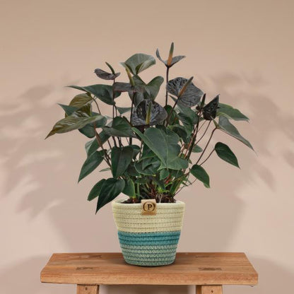 Anthurium andreanum Black Love incl. PURE mand - 45cm - Ø12