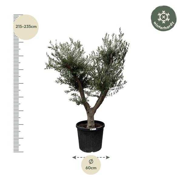 Olea Europaea Cultivo - 225cm- Ø60