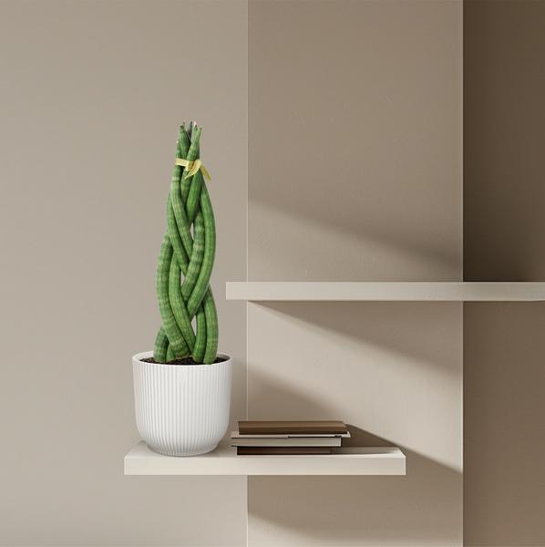 Sansevieria cylindrica 'Twist' - 40 cm - ø10,5