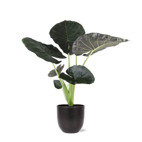 Alocasia Regal Shield Ø21cm - ↕100cm in Boule ANTRACIET pot