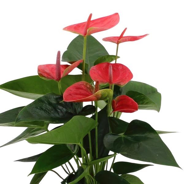 Anthurium andreanum Sweet Dream incl. PURE zink - 45cm - Ø12