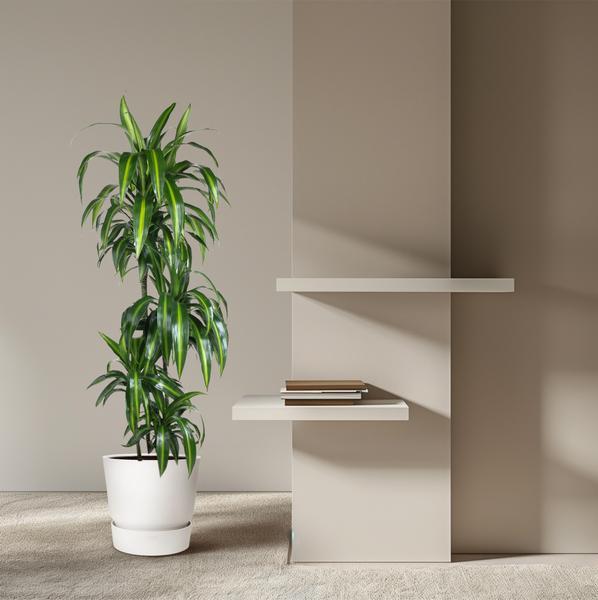 Dracaena Hawaiiana - 160 cm - ø24