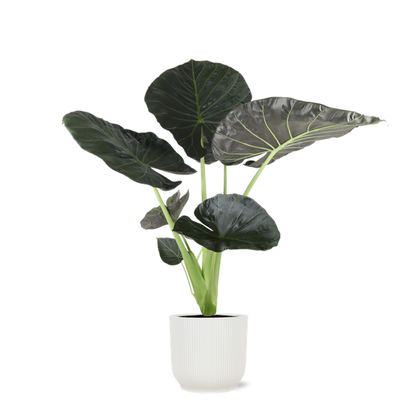 Alocasia Regal Shield Ø21cm - ↕100cm in Vibes WIT pot