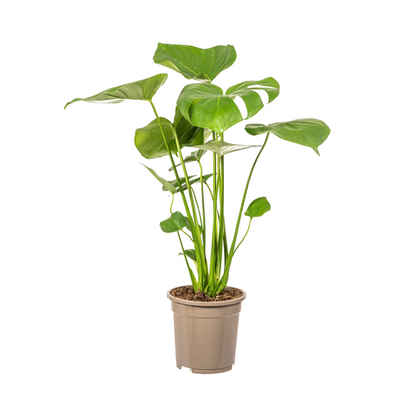 Monstera Deliciosa Tauerii Ø17cm - ↕60cm