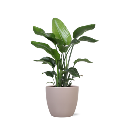 Strelitzia Nicolai - Ø21cm - ↕80cmin Boule TAUPE pot