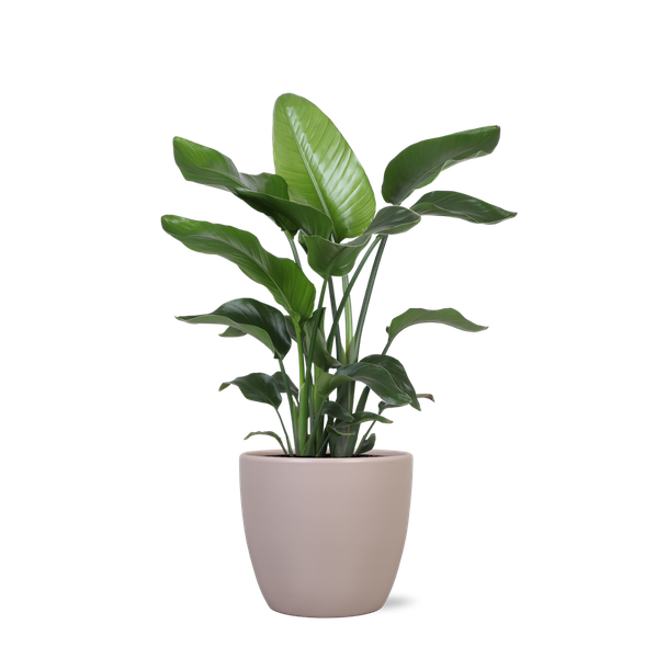 Strelitzia Nicolai - Ø21cm - ↕80cmin Boule TAUPE pot