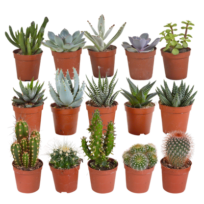 Cactus en vetplanten mix 5.5 cm | 15 stuks - zonder pot