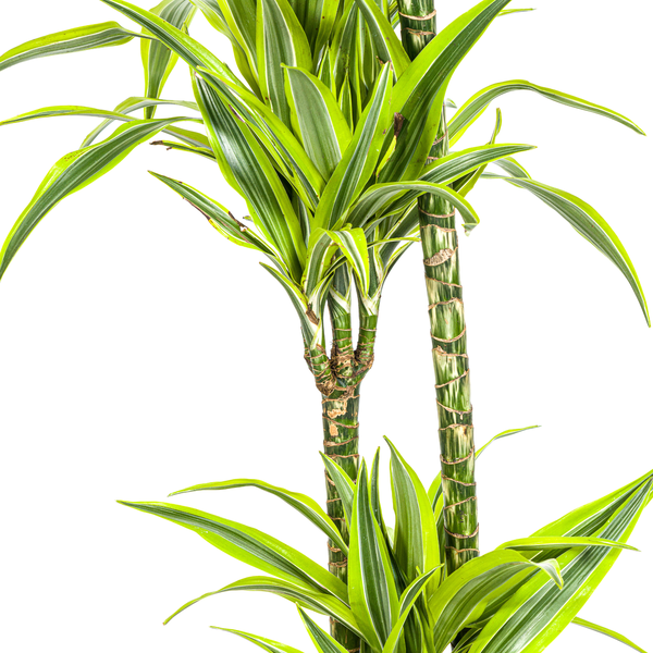 Dracaena Deremensis Lemon Lime Ø24cm - ↕140cm