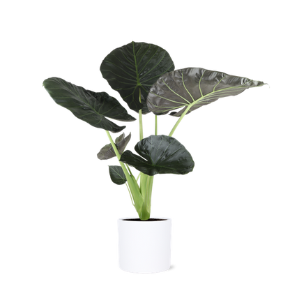 Alocasia Regal Shield Ø24cm - ↕110cm in Era WIT pot