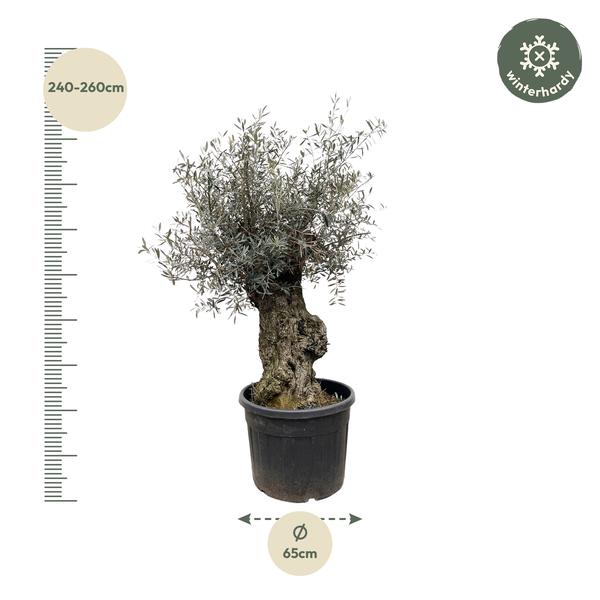 Olea Europaea Bonsai - 250cm- Ø65