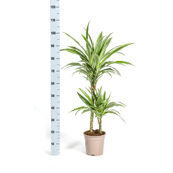 Dracaena Deremensis White Stripe Ø19cm - ↕80cm