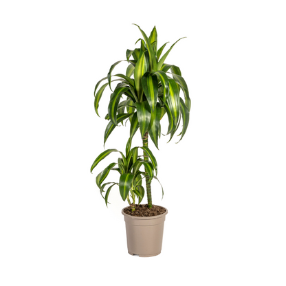 Dracaena Deremensis Hawaiian Sunshine Ø19cm - ↕80cm