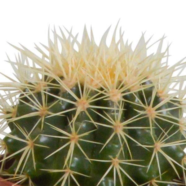 Cactus mix 10.5 cm - 3x - zonder pot