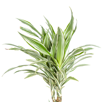 Dracaena Deremensis White Stripe Ø24cm - ↕140cm