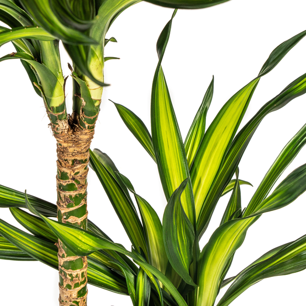 Dracaena Deremensis Rikki Ø24cm - ↕140cm