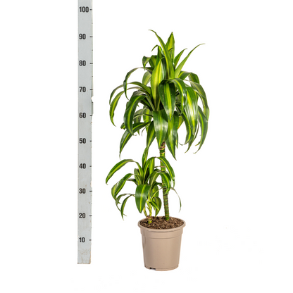 Dracaena Deremensis Hawaiian Sunshine Ø19cm - ↕80cm