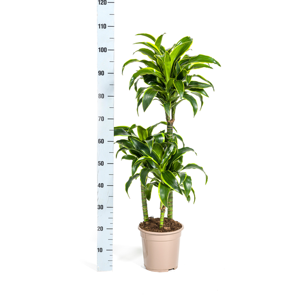 Dracaena Deremensis Dorado Ø21cm - ↕110cm