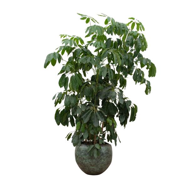 Schefflera Amate XL - 250 cm - ø50